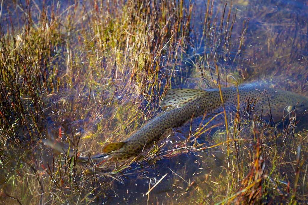 Clear, shallow water lakes and brown trout are the signature of the Tasmanian fishery