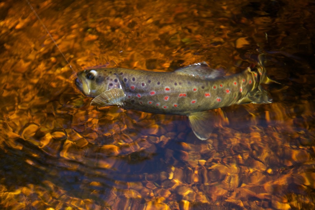 A brown trout from a typical small Tasmanian stream