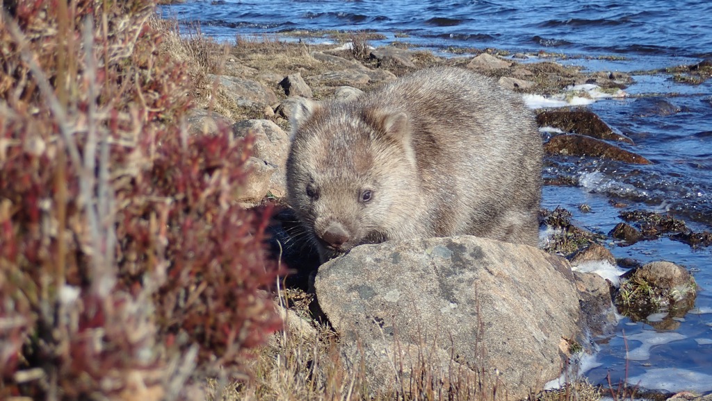 Wombat on the Western Lakes