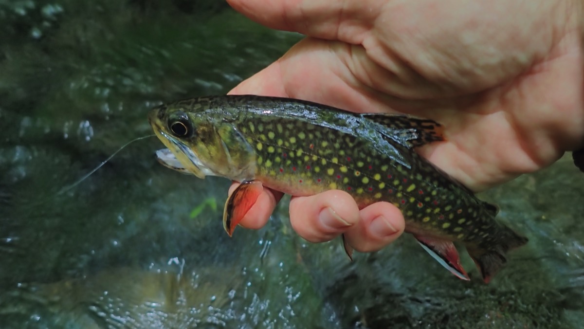Pennsylvania brook trout