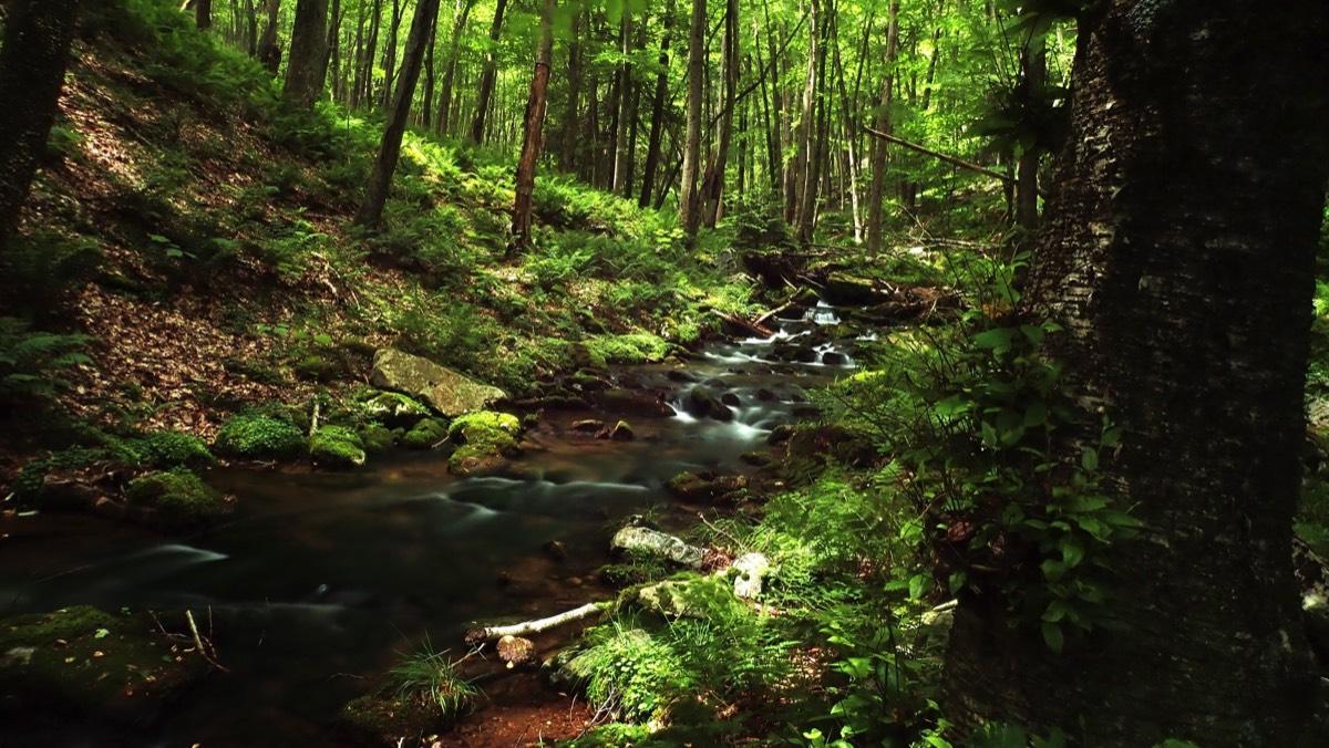 Pennsylvania brook trout stream