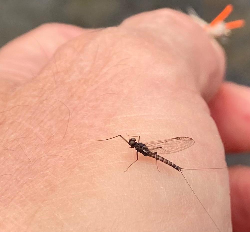 Tasmanian Mayflies are spectacular