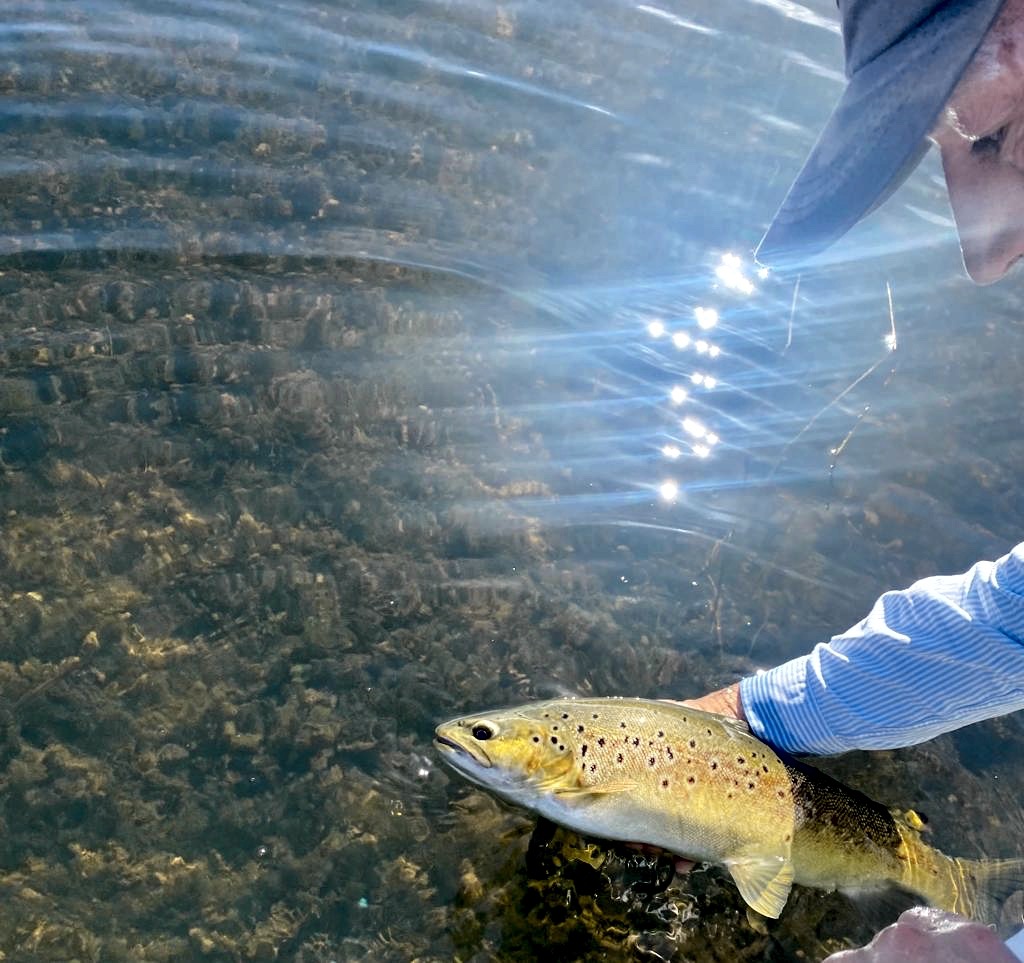 Tasmanian Trout are a feature of Cressy Cane